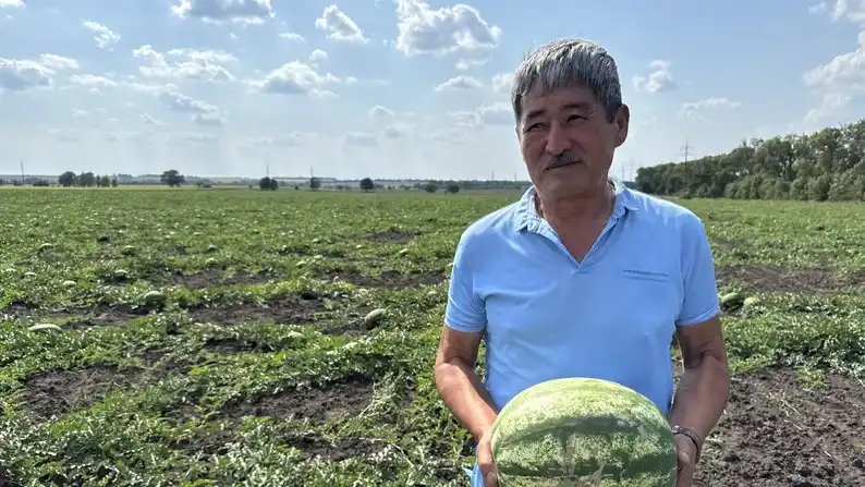 Полтавщина стала лідером України за вирощуванням кавунів і динь